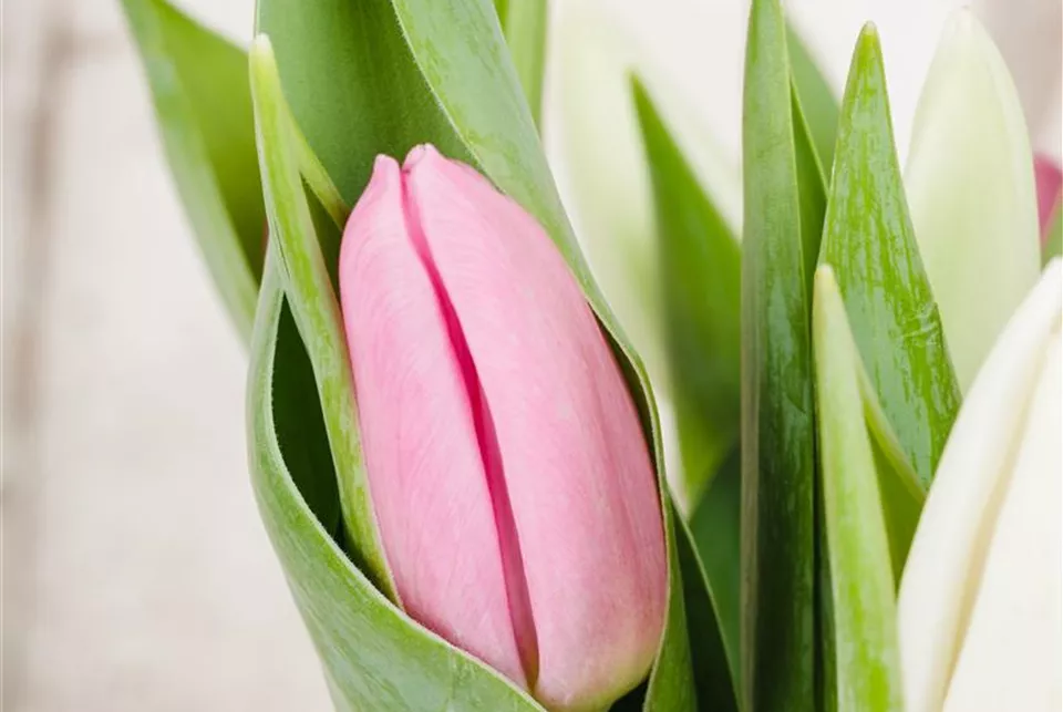 Tulipa (GS531372.jpg)