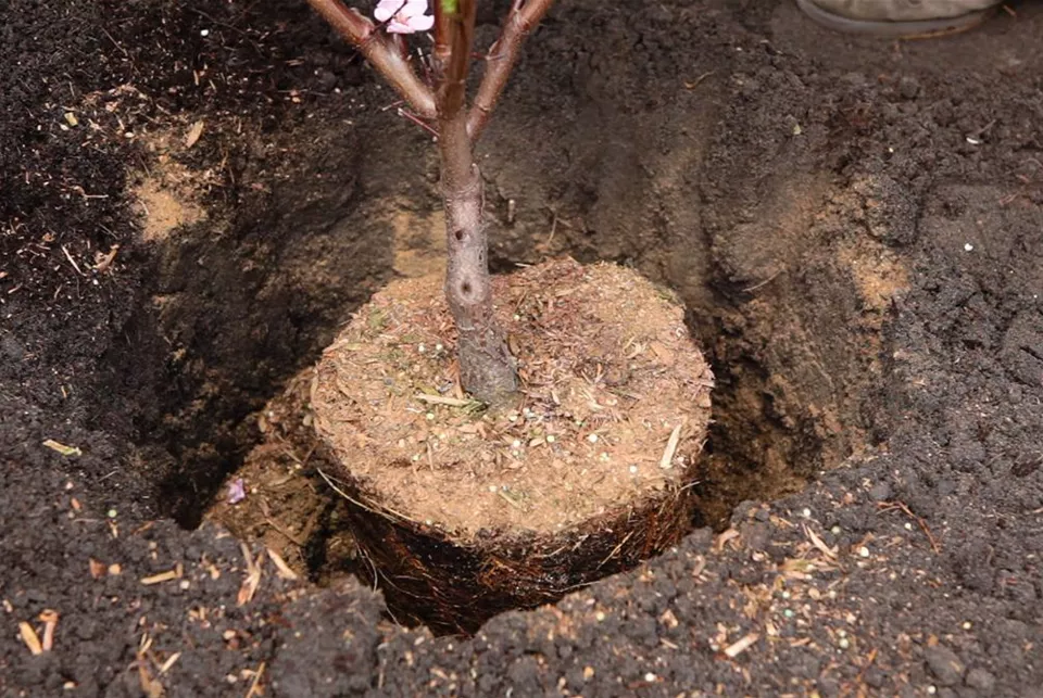 Rotblättriger Zierpfirsich im Garten - Dünger (Dünger.jpg)