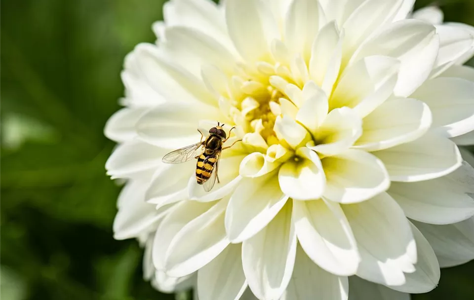 Dahlia, weiß (GS639334.jpg)