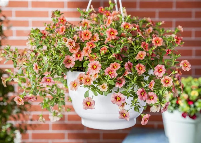 Beet- und Balkonpflanzen Beet- und Balkonpflanzen