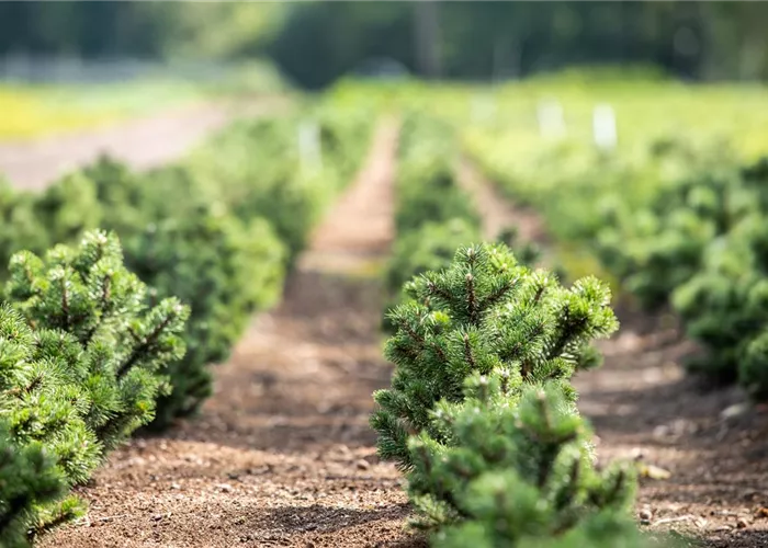 Baumschulpflanzen und Gehölze Baumschulpflanzen und Gehölze