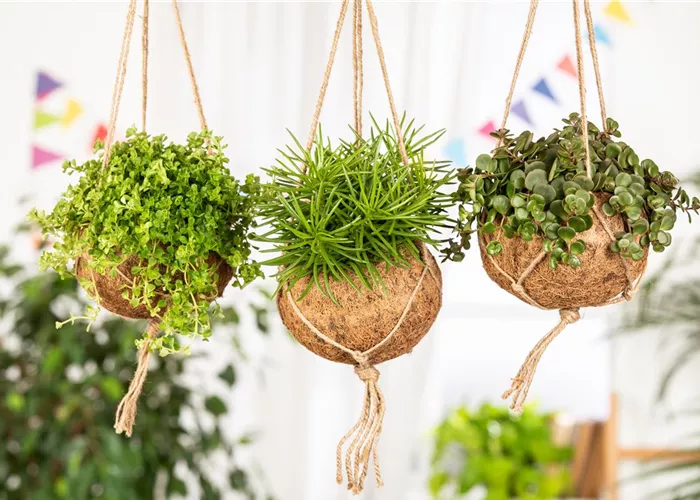 Zimmerpflanzen Zimmerpflanzen