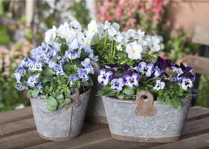 Pflanzgefäße Pflanzgefäße