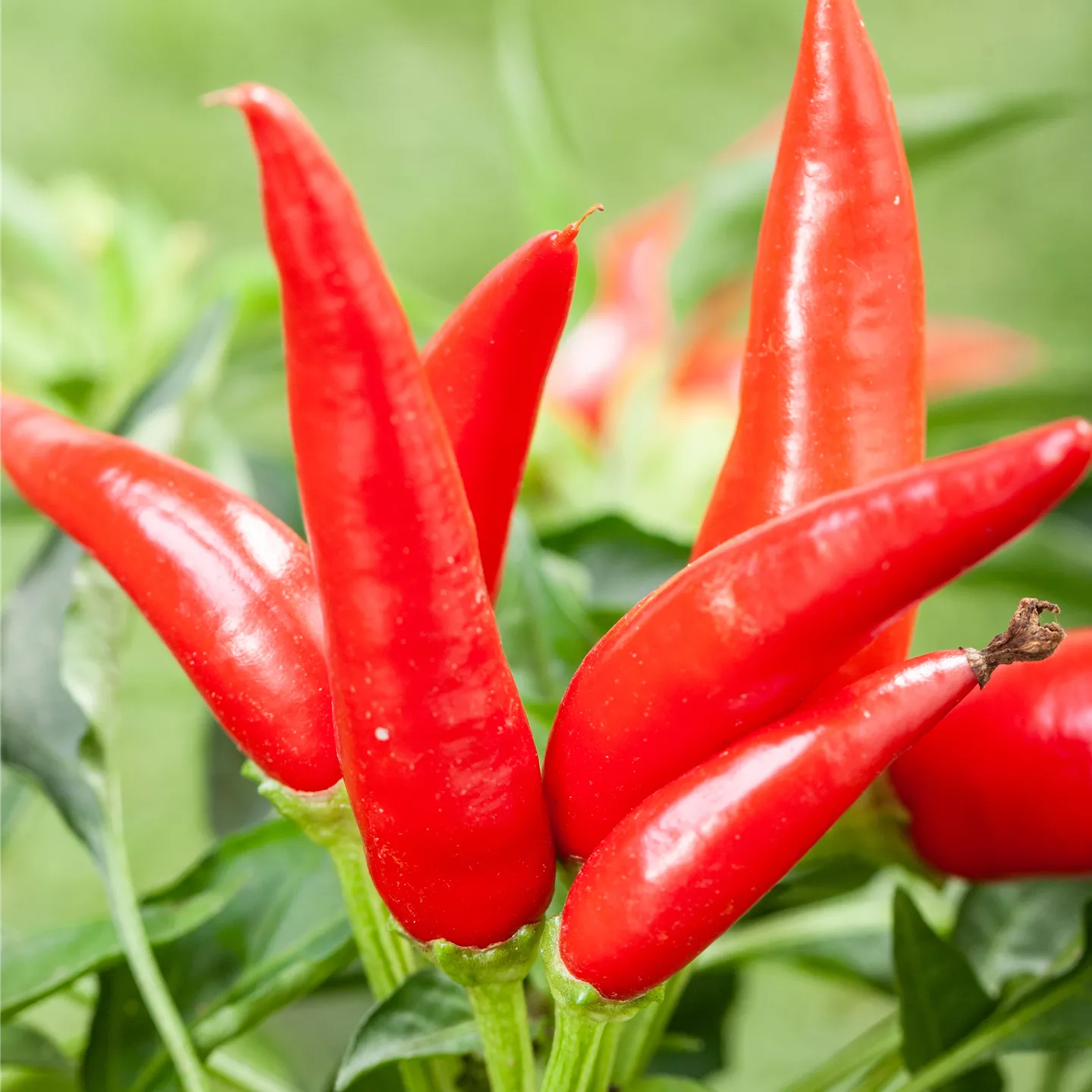 Capsicum annuum var. minimum